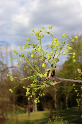 Acer platanoides 'Cucullatum' - javor mléč - květy (63)